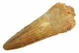 Fossil Spinosaurus Tooth - Real Dinosaur Tooth #296827-1